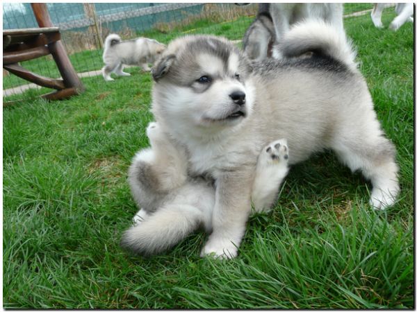 E Wurf 5 Woche 583.jpg